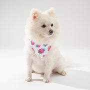 Pet Cat Dog Clothing Accessories
